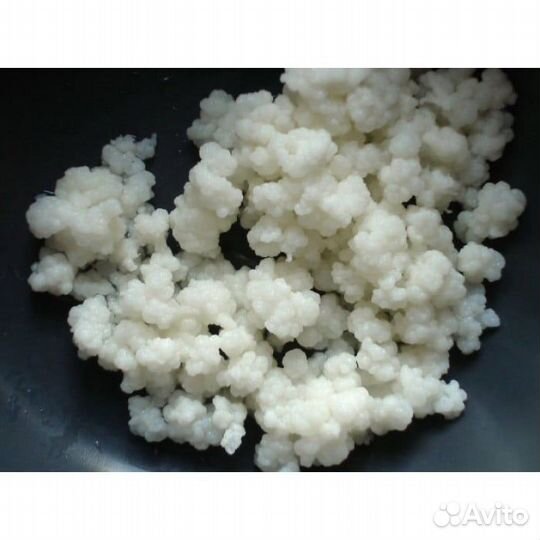 Кефирный молочный гриб