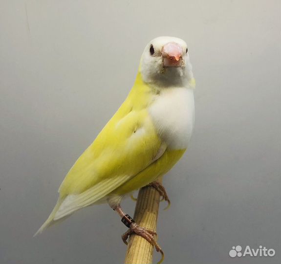 Амадина гульда