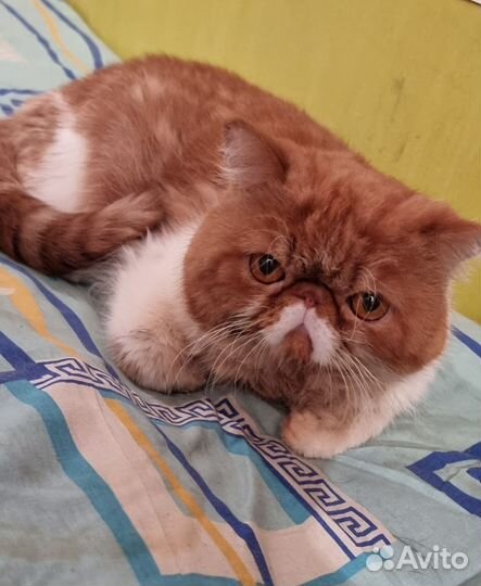 Экзотический красавчик