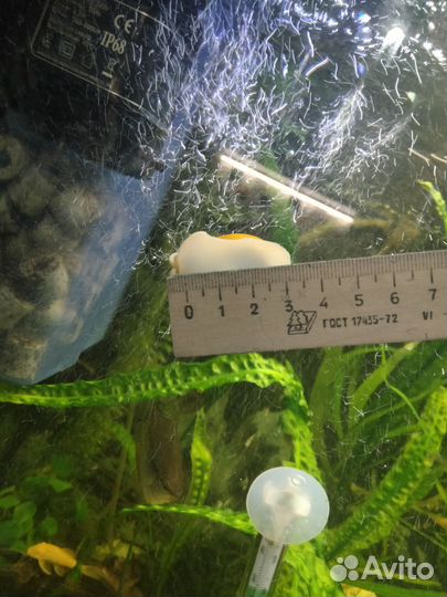 Улитки ампулярии