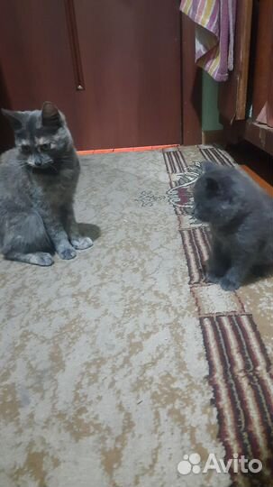 Кошка