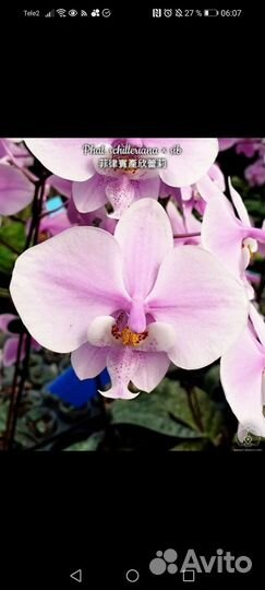 Орхидея