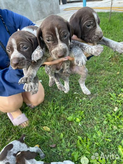 Собаки щенки курцхаар