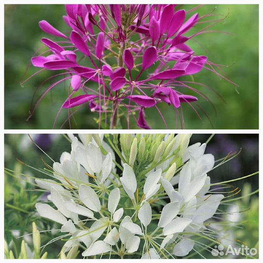 Семена однолетних цветов