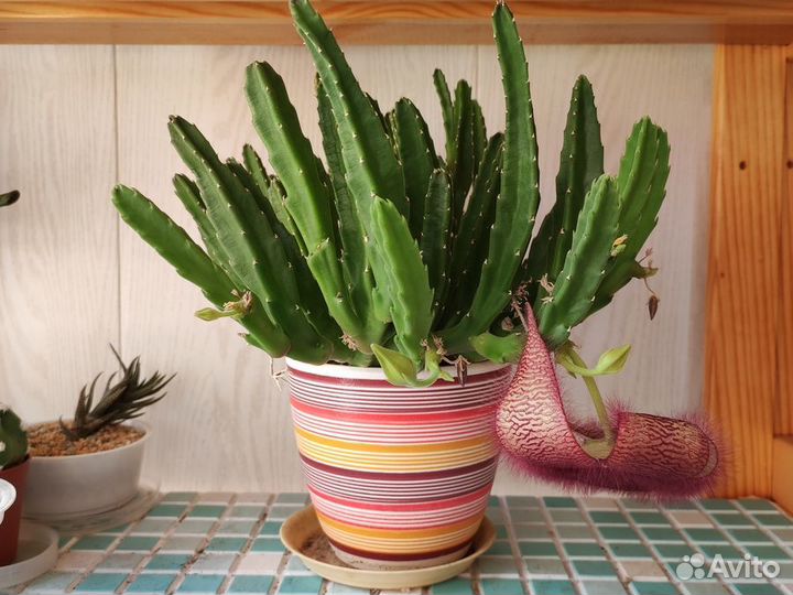Стапелия (Stapelia grandiflora)