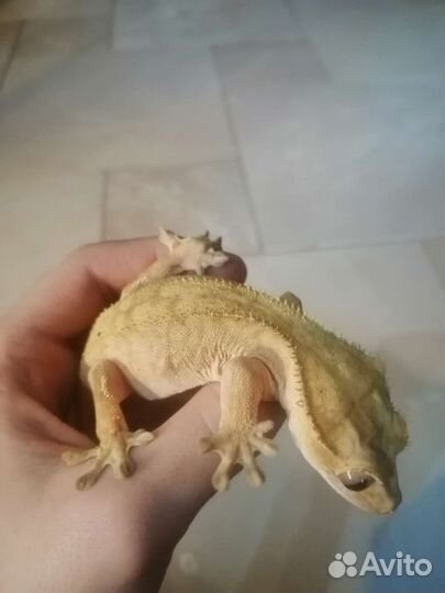 Реснитчатый бананоед самки