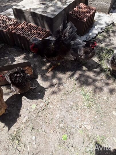 Петухи барневельдер крупные