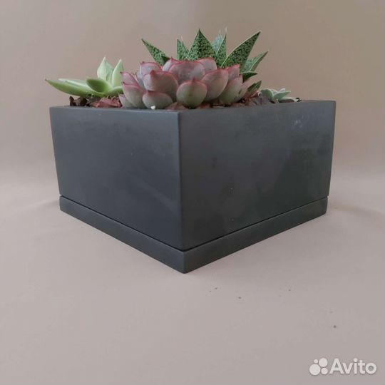 Композиция из суккулентов Доставка растений Тюмень