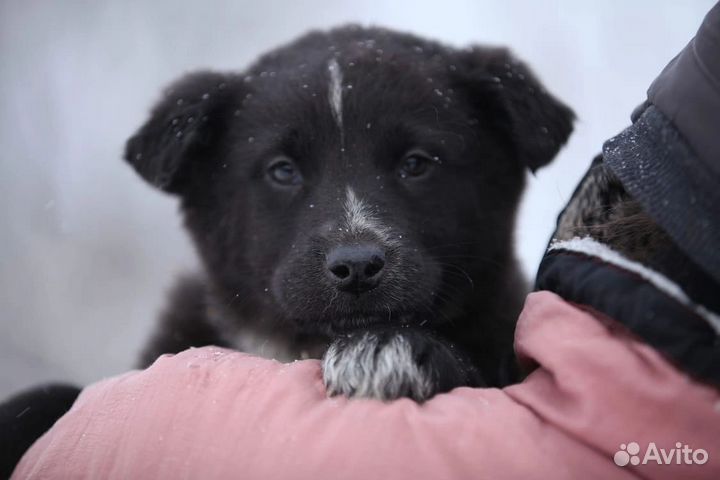 Щенки в беде