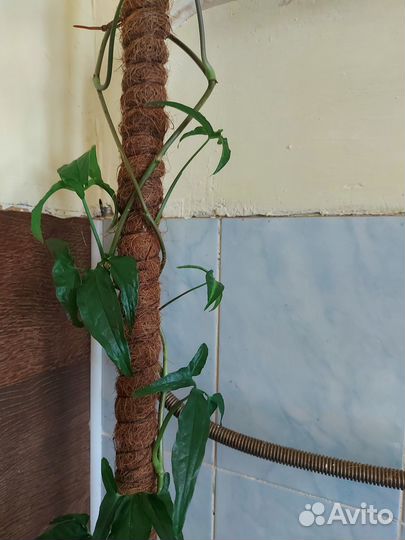 Эпифиллум.папоротник,аглаонема б.дж. фридман