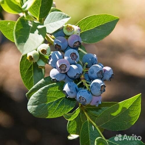 Саженцы Голубика Эрли блю (Early blue), садовая