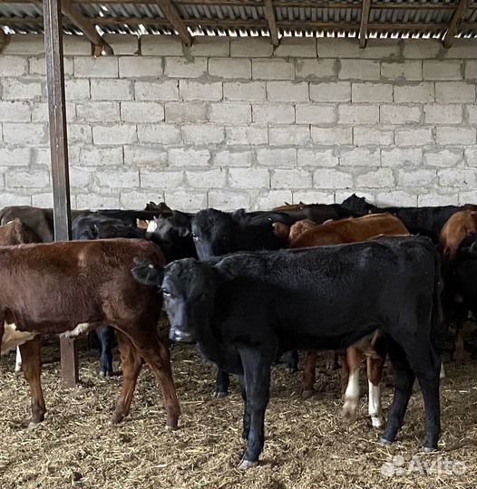 Продаются телки