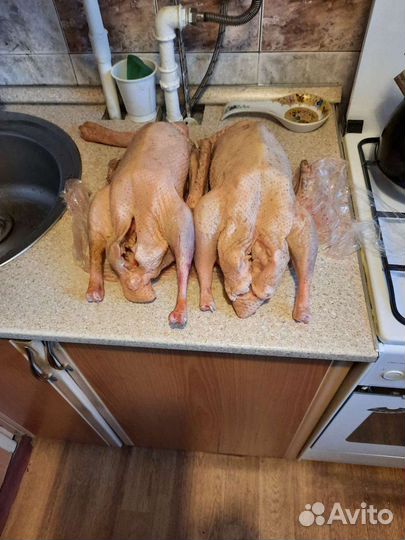 Фазан Гусь. Пепепела Индейка Куры