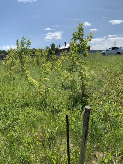 Участок 12 сот. (ИЖС)