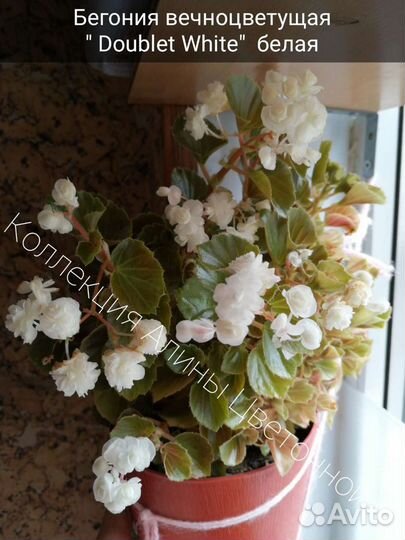 Бегонии вечноцветущие