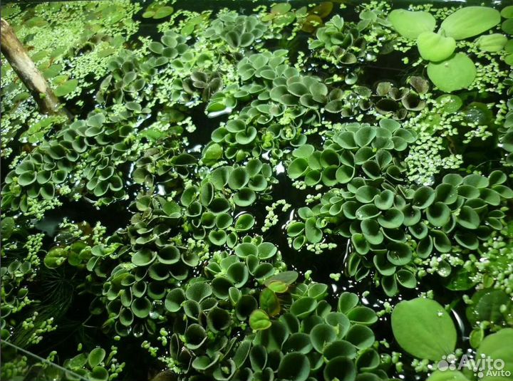 Аквариумные растения (есть плавающие)
