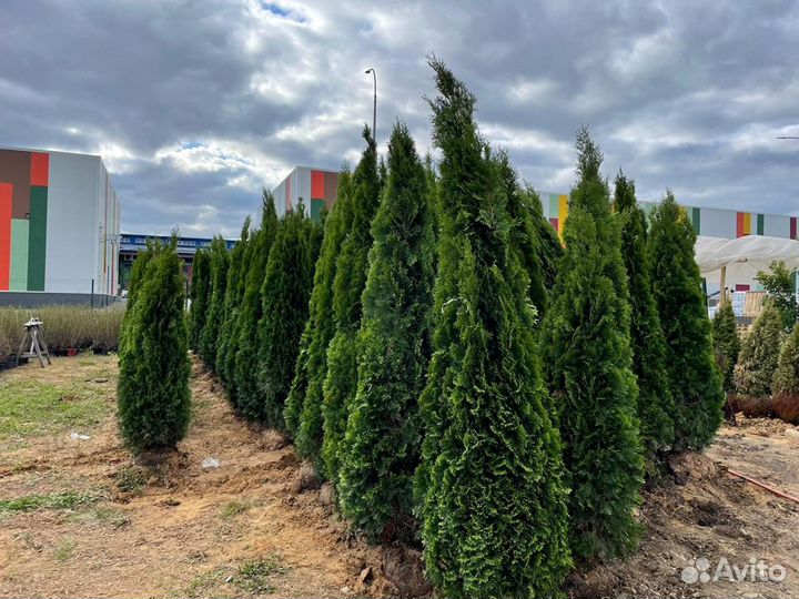 Туи Смарагд в наличии и под заказ