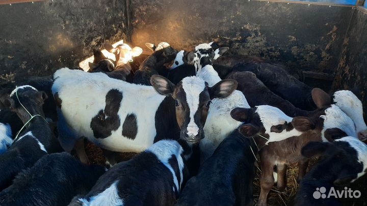 Бычки телята