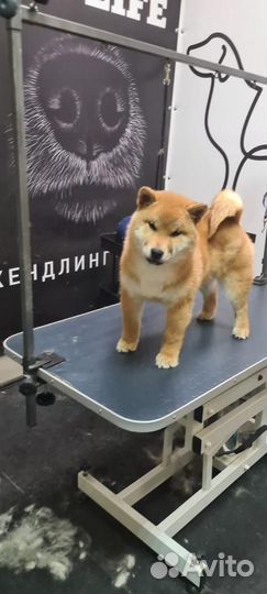 Груминг собак