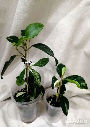 Комнатные домашние растения