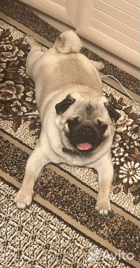Мопс вязка мальчик