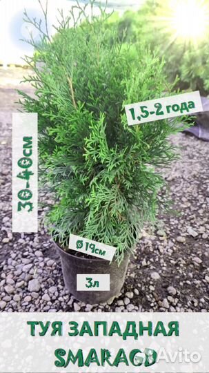 Туя смарагд саженцы 30-40см 2 года. Живая изгородь