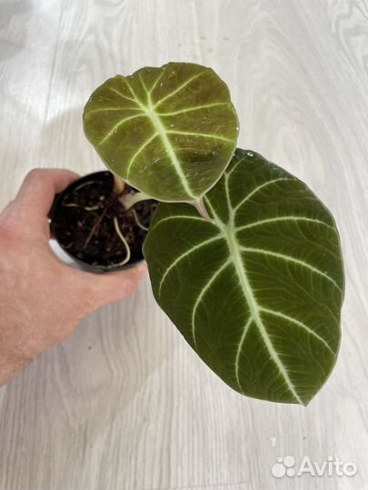 Детки алоказий