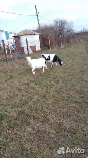Коза дойная молочная