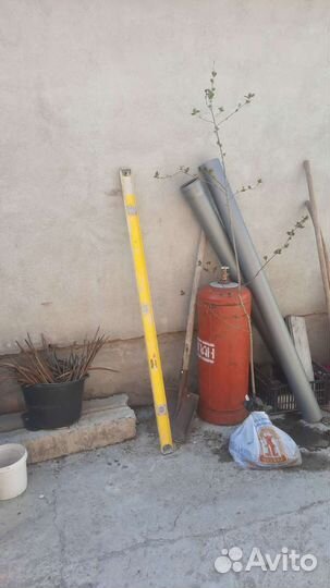 Черноплодная рябина саженцы