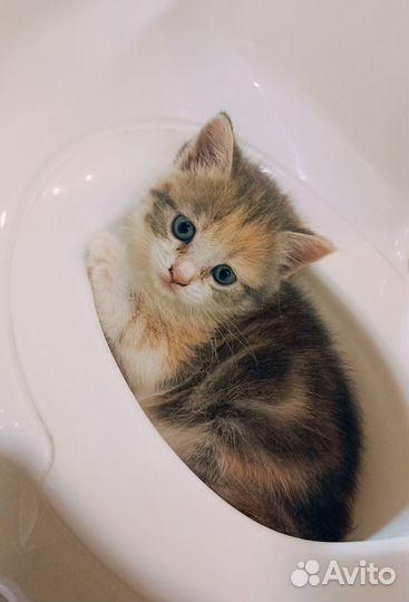 Котята бесплатно