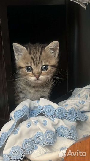 Британская шиншилла