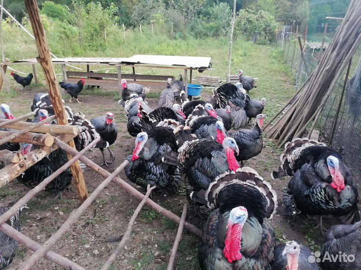 Индюки индюшата