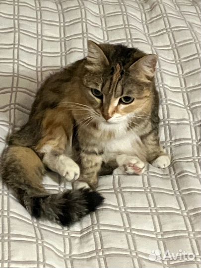 Кошка в дар