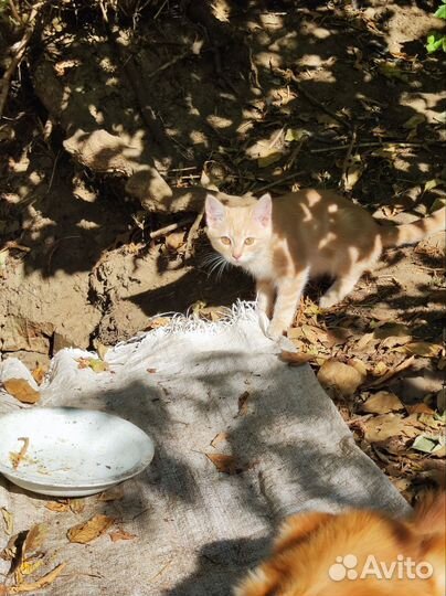 Котята ищут хозяина