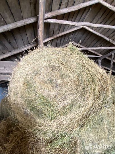 Сено в рулонах, 145 Размер