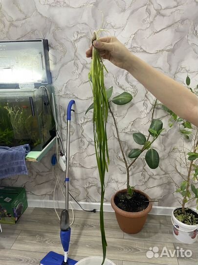 Трава в аквариум