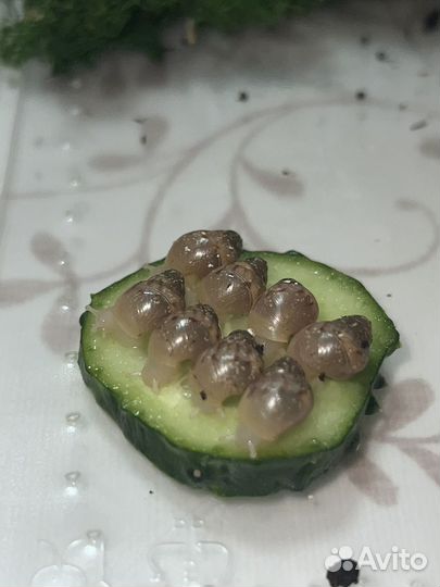 Улитки ахатины