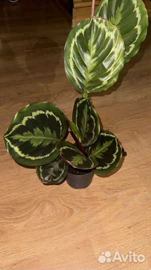 Каллатея медальон комнатные растения