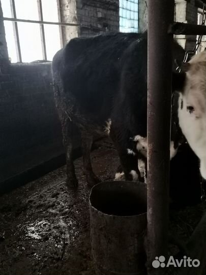 Племенные нетели