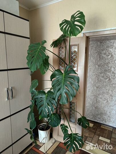 Продам комнатные цветы