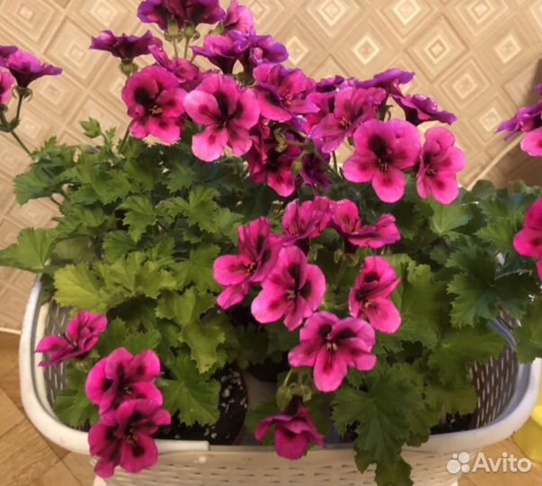 Королевская пеларгония