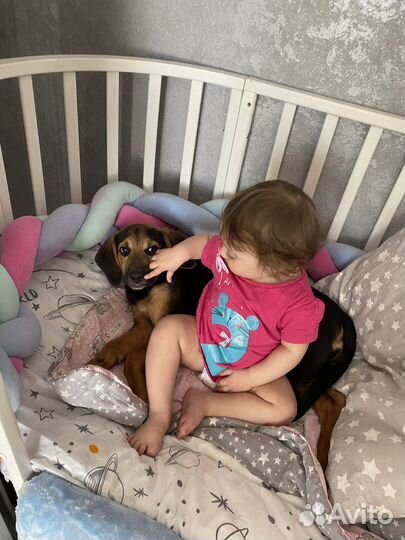 Отдам в добрые руки