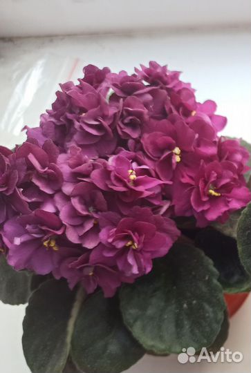 Комнатные цветы. Фиалки, листочки укоренённые