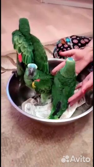 Попугай птенцы выкормыши