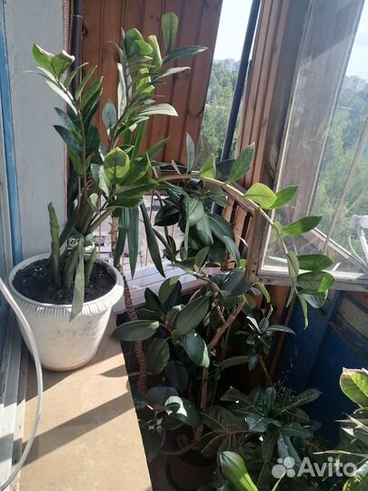 Цветы домашние в горшках