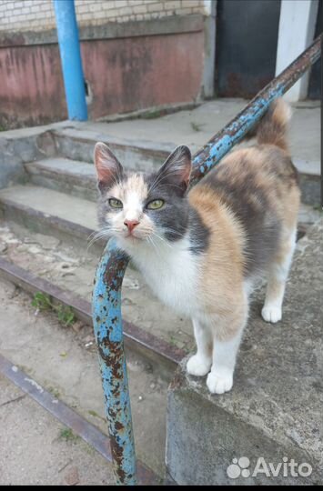 Кошечка в добрые руки