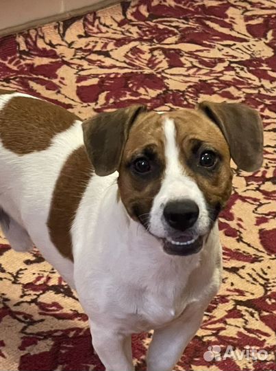 Вязка джек-рассел-терьер