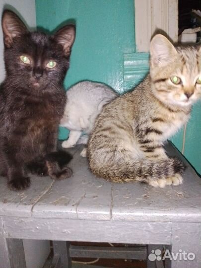 Домашние животные кошки