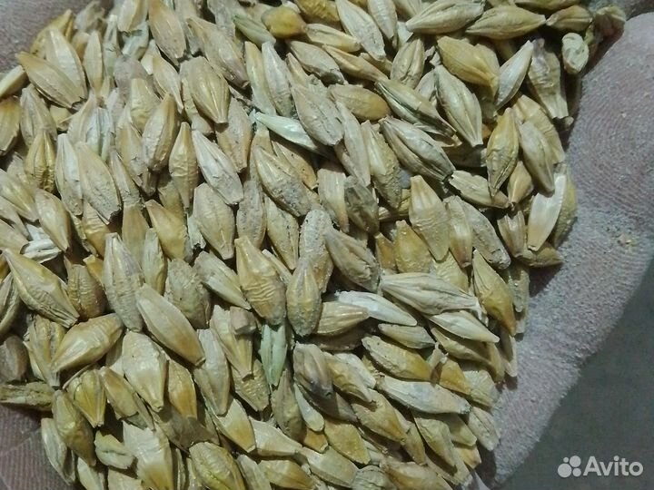 Пшеница,ячмень, овес, кукуруза, мясокостная мука