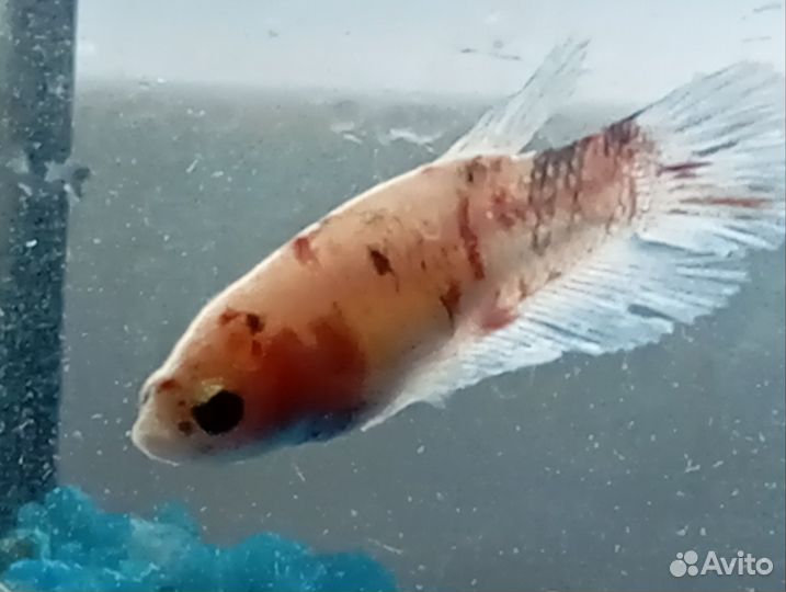 Рыба петушок